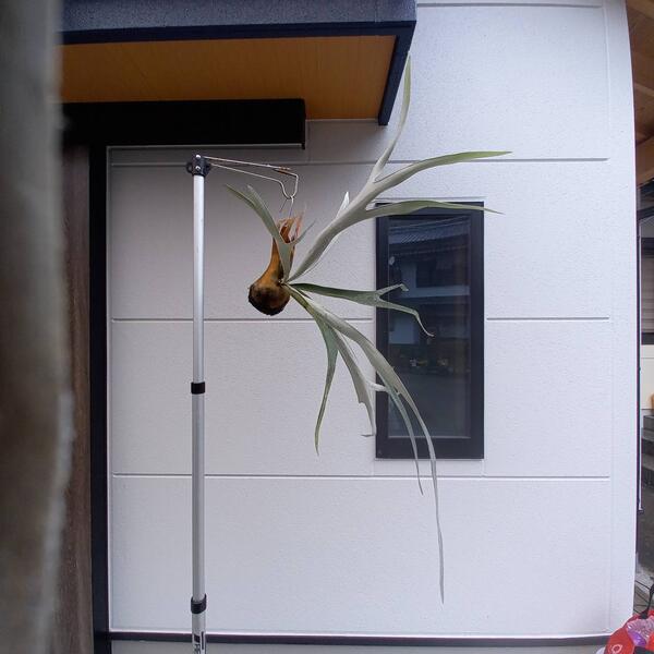 【観葉植物】【着生植物】【現物】Platycerium Veitchii(ビカクシダ　ビーチ　吊り下げ苔玉)　/コウモリラン　ビカクシダ　成長した現物のサムネイル