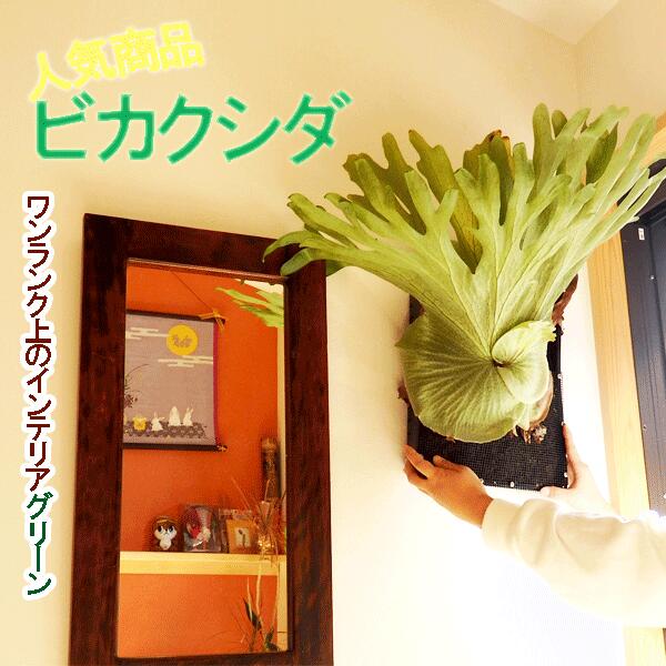 グランデ リベラルファーム 大型ビカクシダ Platycerium 大型ビカクシダ Platycerium Grande インテリア ビカクシダ コウモリラン 観葉植物 観葉植物 グランデ 花 ガーデン Diy 面白植物