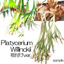 【現物】【人気】コウモリラン ビカクシダ ウィリンキー Platycerium Willinckii 板付モデル