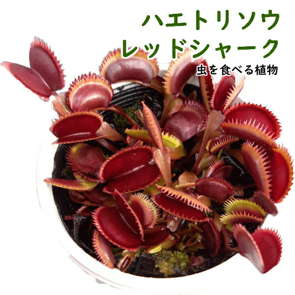 食虫植物　ハエトリソウ　レッドシャーク