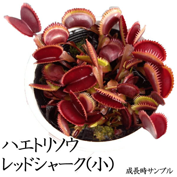 食虫植物 ハエトリソウ レッドシャーク 小