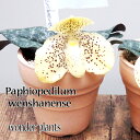 【洋蘭】Paphiopedilum wenshanense / パフィオペディルム “ウェンシャネンセ”