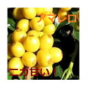 焙煎人珈琲豆也のブラジル アマレロブルボン100g(豆のまま)
