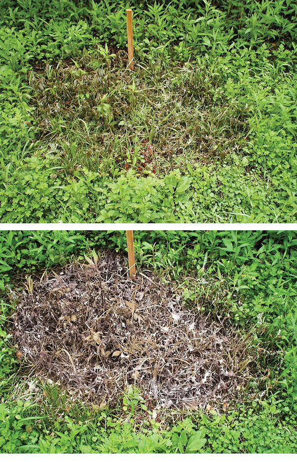 リソー　粉末除草剤　根こそぎ　枯れ～る～　1kg　食品添加物　農薬不使用　即効性