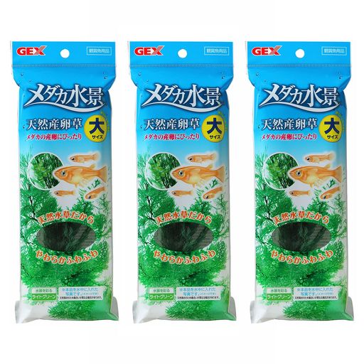 インドア メダカの産卵にぴったり