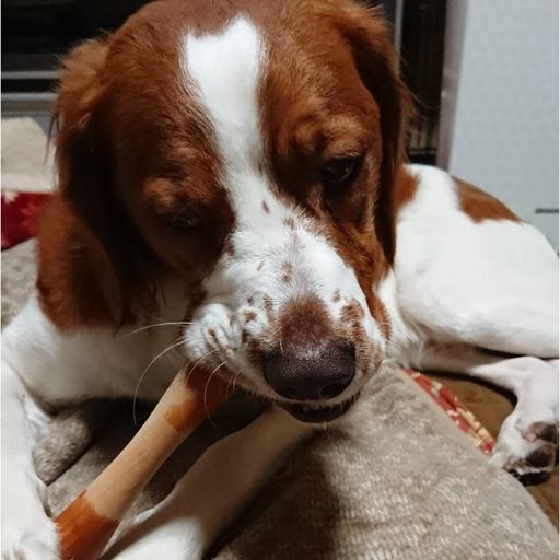 フェッチ! (Fetch!)the original Fetch!(フェッチオリジナル ) 犬用おもちゃ デンタルトーイ フェッチ!ミニ