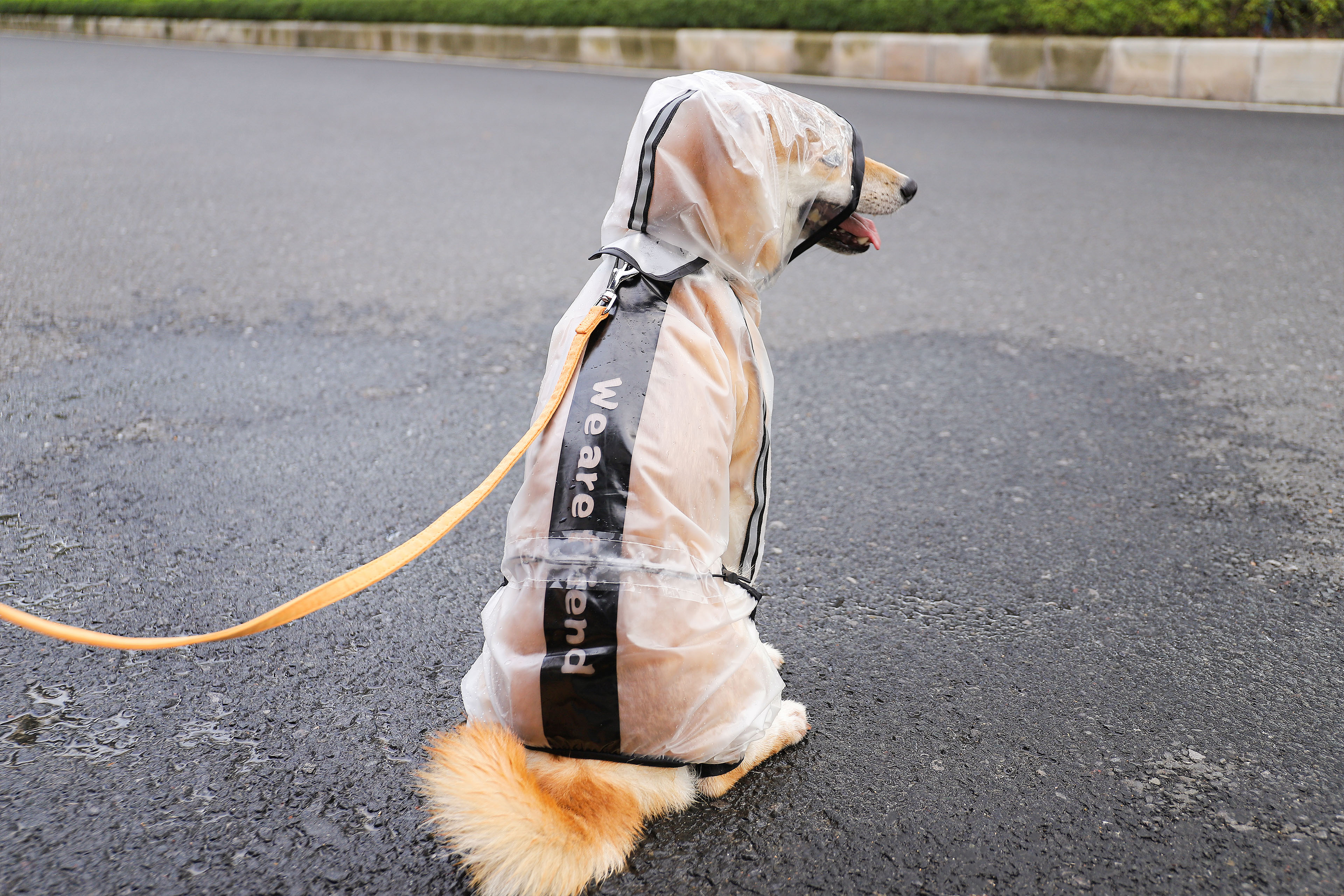 【お買い得!!】犬用レインコート透明 完全防水...の紹介画像3
