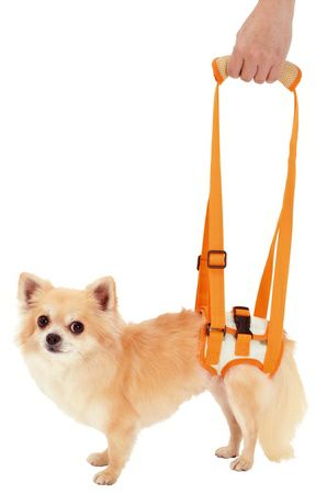 【6個セット】ペティオ老犬介護用歩行補助ハーネス後足用KS