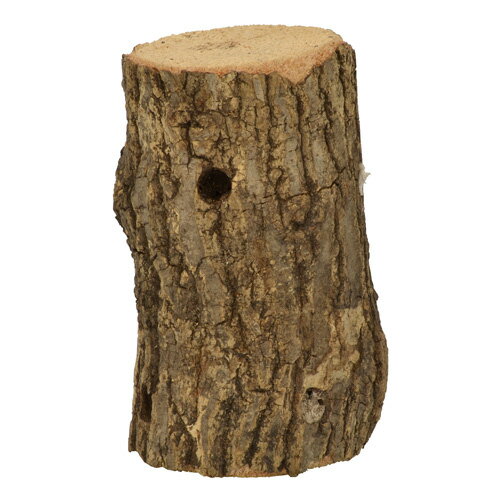 【12個セット】 三晃商会 特選朽木