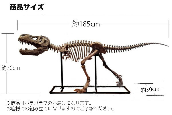 恐竜骨格フィギュア ヴェロキラプトル Velociraptor［予約販売］【関東限定送料無料】大型 長さ180cm ダイナソー スケルトン モデル DINOSAUR SKELETONMODEL