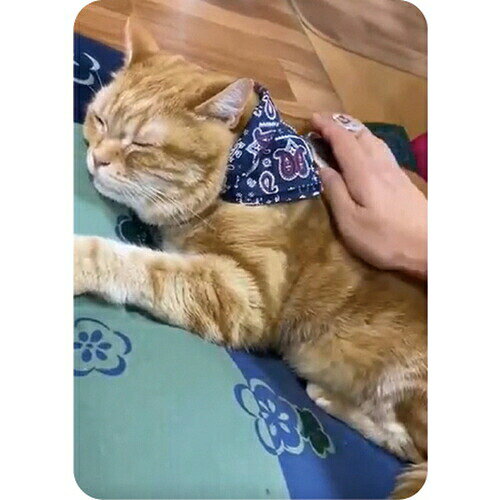 ペットキレイごきげんケアネコペロブラシ 猫 ネコ ねこ ブラシ ボディブラシ マッ...