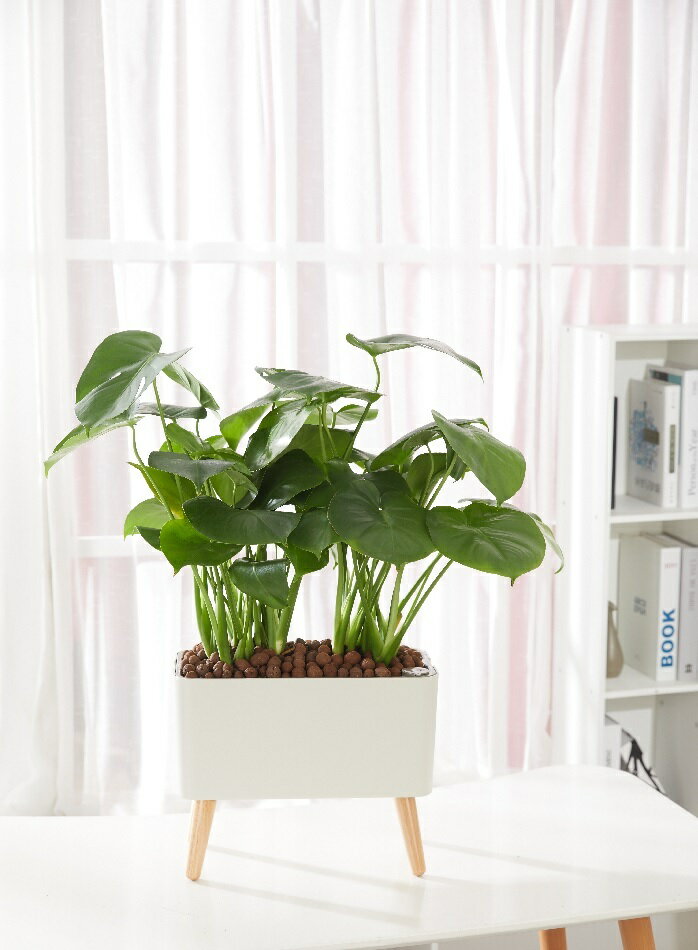 四脚 底面給水 おしゃれ プランター 鉢 ポット 水槽 観葉植物 多肉植物 胡蝶蘭 サ...