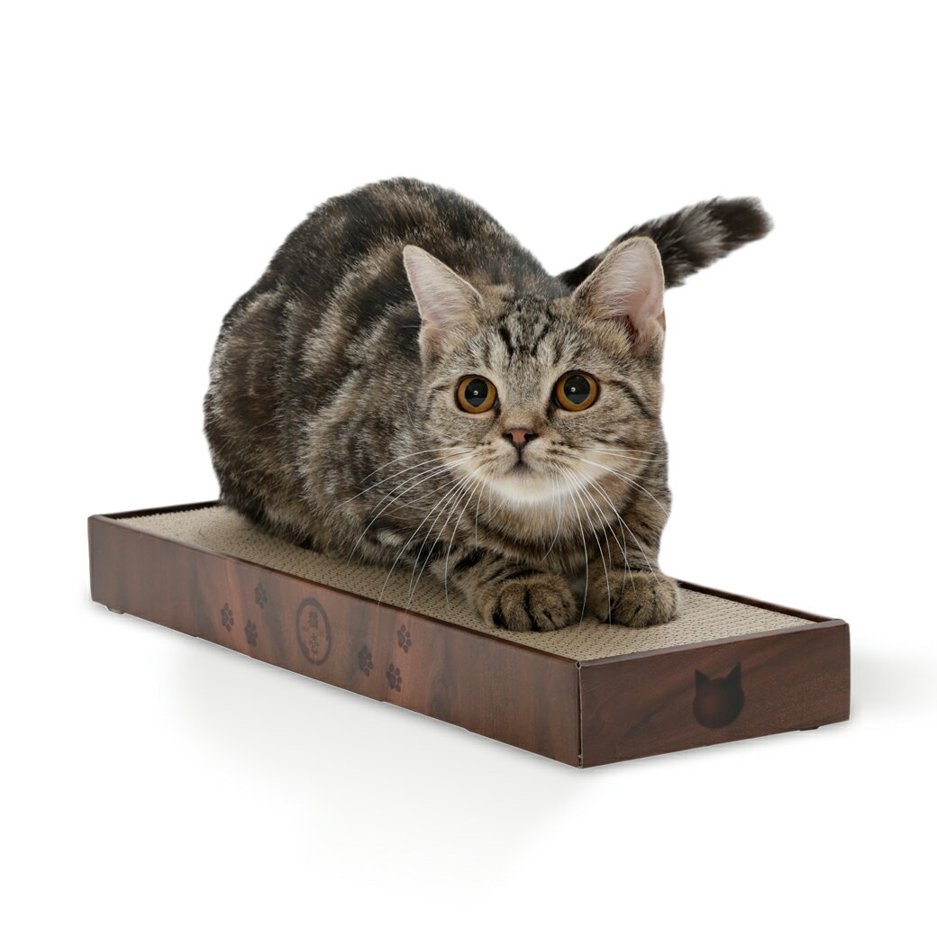 【同梱不可】【5個セット】猫壱 バリバリパッドスリム　ダークブラウン