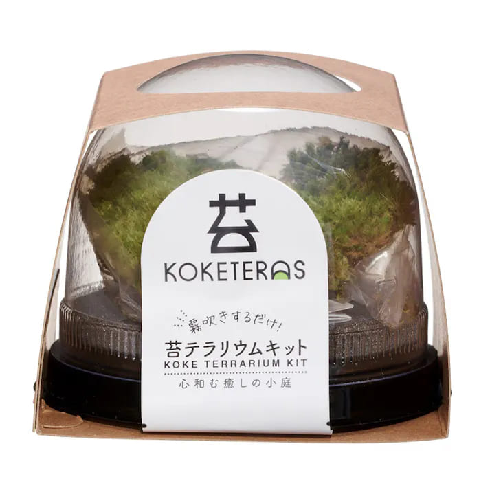水作 【同梱不可】【6個セット】ソコニワ 苔テラリウムキット