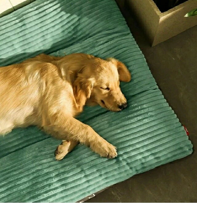 犬ベッド 猫ベッド 洗える 冬 かわいい ペットベッド 秋 大きいサイズあり おしゃれ 通年 角型 布団 ふとん ペットソファー 猫犬兼用 寝具 長方形大型犬 取り外して洗濯可 犬猫用品 ペットクッション 犬 ふわふわ ベットペットベッド マット ネイビー グリーン lifeactive-10044717 lifeactive サンプル画像3