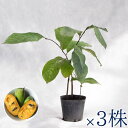 庭木・植木 ポポー（ポーポー） 3年生苗【実生】 2本立 / 4寸・約H30～40cm【3株セット】