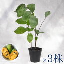 庭木・植木 ポポー(ポーポー) 4年生苗【実生】 2本立 / 5寸・約H40〜60cm【3株セット】