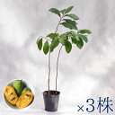 庭木・植木 ポポー(ポーポー) 5年生苗【実生】 2本立 / 5寸・約H60~80cm【3株セット】