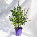 庭木・植木 グレビレア・ジュビリー / 7寸・約W50cm×H90cm