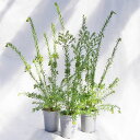 庭木・植木 グレビレア・ジュビリー / 4寸・約H70cm【3株セット】