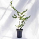 庭木・植木 スパイラルドラゴン(雲龍ツゲ) / 6寸・約W50cm×H95cm