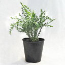 植木・庭木【数量限定】アカシア・サンカクバ(三角葉アカシア / ナイフリーフワトル)/ 8寸・約W50×H60cm【優良品】