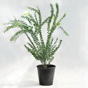 植木・庭木【数量限定】アカシア・サンカクバ(三角葉アカシア / ナイフリーフワトル)/ 8寸・約W100×H110cm【優良品】