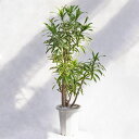 観葉植物 ドラセナ・レフレクサ・グリーンソングオキナワ（沖縄） / 8寸・約W 50cm×H110～120cm