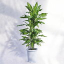 観葉植物 大型 ドラセナ・ジェレ(ジュレ) / 8寸・約W70×H120cm