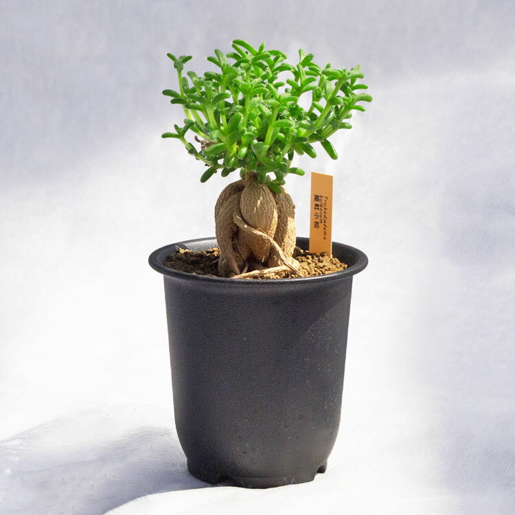塊根植物 トリコディアデマ・ブルボスム（紅姫小松） / 3寸・約H17cm