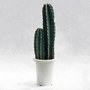 多肉植物 柱サボテン(二本立) / 7寸・約H70cm