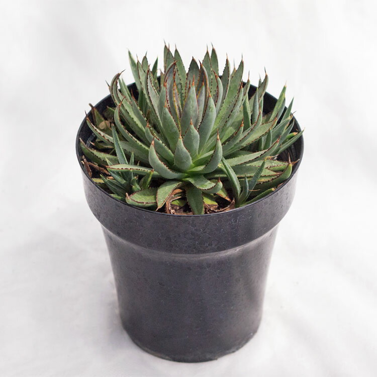 多肉植物 マンガベ・ブラッドスポット / 5寸・約H22cm