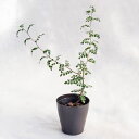 塊根植物 セネシオ・オペルクルカリア・ボレアリス(実生) / 4寸・約H40cm