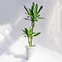 観葉植物 大型 ドラセナ・ジェレ(ジュレ) / 7寸・約W35cm×H100cm