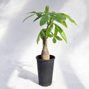 観葉植物 パキラ / 3寸・約W25cm×H40cm