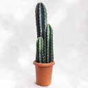多肉植物 柱サボテン(三本立) / 8寸・約H85cm