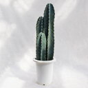 多肉植物 柱サボテン(三本立) / 7寸・約H65〜80cm