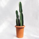多肉植物 柱サボテン(二本立) / 7寸・約H65cm