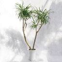 観葉植物 ドラセナ・リフレクサ(レフレクサ / アングスティフォリア) / 7寸・約W55cm×H115cm