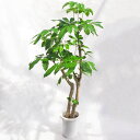 観葉植物 大型 シェフレラ・バッサイア(ブラッサイア / アクティノフィラ) / 8寸・約W70cm×H150cm