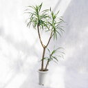 観葉植物 ドラセナ・リフレクサ(レフレクサ / アングスティフォリア) / 6寸・約W50cm×H100cm