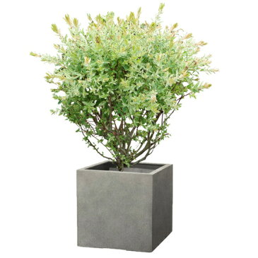 植木鉢 大型 軽量 FPR製 モードライト キューブ ライトグレー □80cm×H80cm(27号 27寸)