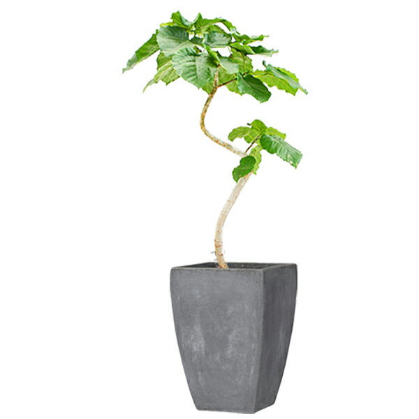 植木鉢大型軽量ファイバークレイ製バスク外寸35cmスクエアーグレー