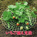 【2個セット】フラワースタンド いちご植え支柱 園芸支柱 野菜スタンド 誘引作業 風通し 自宅いちご栽培 いちご農園にも LST-ITGS3030S2