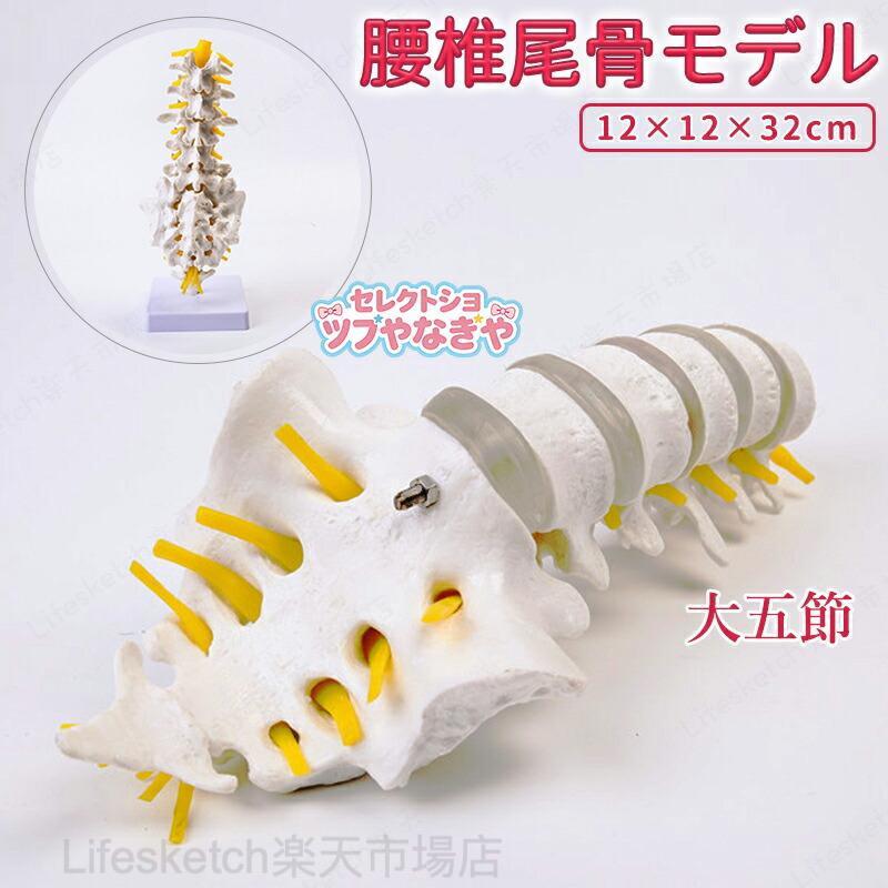 商品説明【背骨モデル】 高さ：約32cm、1:1の比率で成人人体の5つの腰椎セグメントを再現。【高品質PVC素材】 環境に優しいPVC素材を使用、耐久性があり、破損しにくく軽量で移動が簡単。【専用ベース付き】 プラスチック製の台座付きで、モデルを取り外して四方から観察可能。【完璧な教材】 腰椎の構造を学ぶために最適で、教育やデッサンにも使用可能。【商品内容】 腰椎模型1個、台座1個、固定ネジ1個。学習用にも教材にも最適です。特別サービス 大量購入を承っております。詳細については店舗までお問い合わせください。他のモデルをお探しの場合は、お気軽にお問い合わせください。関連キーワード（本商品の説明ではありません)腰椎尾骨付き骨格模型 大五節 腰椎間盤 神経骨格 教学用モデル 医学教育用 人体模型 仙骨 脊髄神経モデル 解剖学教材 解剖学モデル 学習用 教材模型 医学実習用 骨格模型 骨模型 人体解剖 解剖学学習 教科書モデル 医院模型 解剖学習 骨構造モデル 解剖実習 脊椎モデル 教育用模型 施術説明用 人体骨格 骨の構造 脊柱模型 解剖学研究腰椎尾骨付き 腰椎尾骨モデル 腰椎尾骨模型 骨格模型 大五節 腰椎間盤神経骨格 教学用モデル 医学教育用 人体模型 仙骨脊髄神経モデル 院内模型 腰椎尾骨付き骨格模型 教学用モデル 医学教育用 脊髄神経モデル