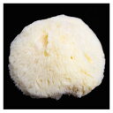 クサカベ 水彩用品 海綿(細目) S-2【送料無料】