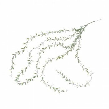 80879 コロラータス【送料無料】