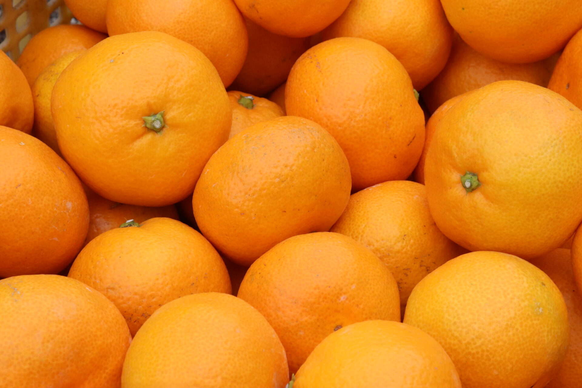 �������� ������ ���� ���� �ߤ��� 5kg ������ �ե롼�� ��ʪ ����̵�� �ߥ��� ������� ����ľ�� �����ߤ��� ��̣���� �²λ� �²λ��� ������ ��·��