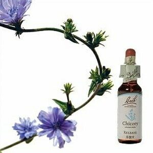 バッチフラワーレメディ「チコリー」(愛情欲求が強い、わがまま)