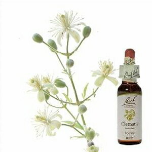 バッチフラワーレメディ「クレマチス」(空想的でいつもボーっとしている)